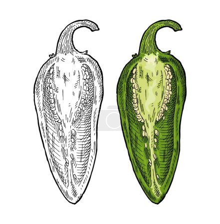 Illustration for Half green pepper jalapeno. Vintage engraving vector color illustration. Isolated on white background. Hand drawn design - Royalty Free Image