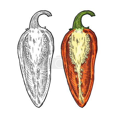 Ilustración de Medio jalapeño de pimienta naranja. Vintage grabado vector ilustración de color. Aislado sobre fondo blanco. Diseño dibujado a mano - Imagen libre de derechos