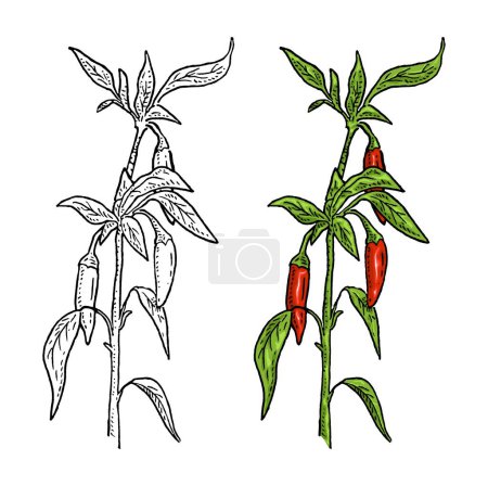 Illustration for Branch of chilli with leaf and pepper. Vintage vector engraving color hand drawn illustration isolated on white background - Royalty Free Image