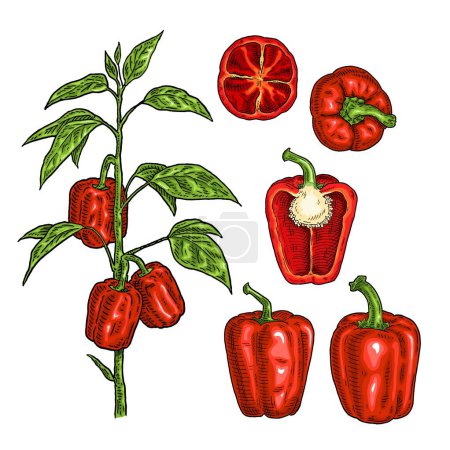 Ilustración de Rama de pimientos rojos dulces planta con hoja. Vintage vector grabado color ilustración dibujada a mano aislada sobre fondo blanco - Imagen libre de derechos