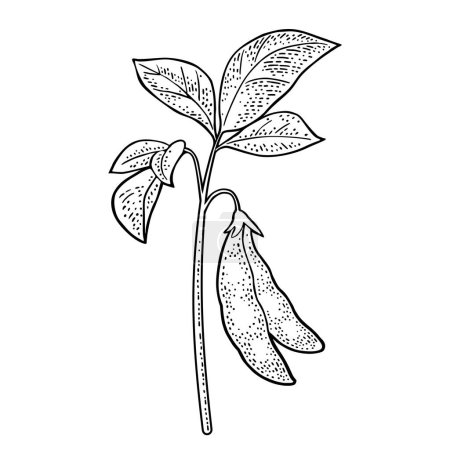 Illustration for Soy plant with leaves and pod. Vector black vintage engraving illustration for menu, poster, label. Isolated on white background - Royalty Free Image