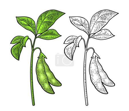 Illustration for Soy plant with leaves and pod. Vector color vintage engraving illustration for menu, poster, label. Isolated on white background - Royalty Free Image