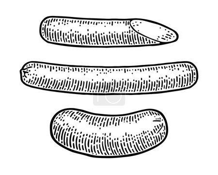 Illustration for Whole and half sausage. Vintage vector engraving illustration for web, poster. Hand drawn design element isolated on white background. - Royalty Free Image