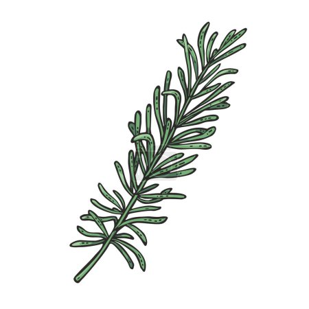 Illustration for Thyme branch. Engraving vintage vector color illustration. Isolated on white background. Hand drawn design element - Royalty Free Image
