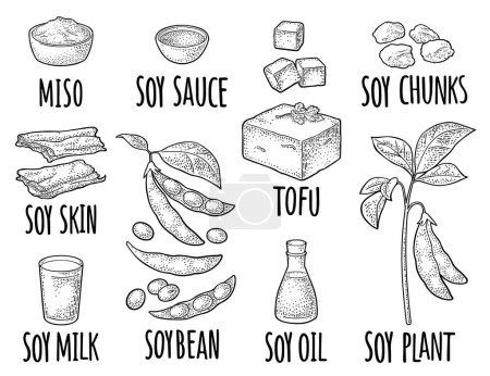 Illustration for Soy food set. Miso, tofu, skin, soybean, oil, milk, sauce in a bottle and bowl. Vector color vintage engraving illustration and handwriting lettering for menu, label. Isolated on white background - Royalty Free Image