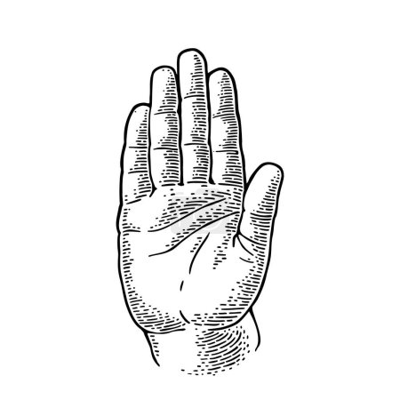 Illustration for Hand showing stop gesture. Front view. Vector monochrome vintage engraving illustration isolated on a white background. For web, poster, info graphic. - Royalty Free Image