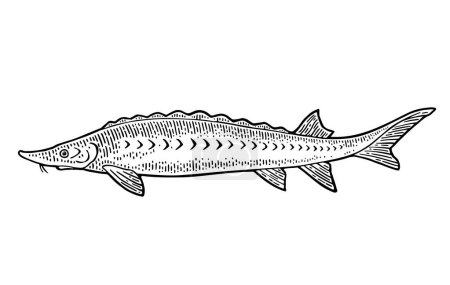 Téléchargez les illustrations : Esturgeon de poisson frais entier. Gravure vectorielle vintage - en licence libre de droit