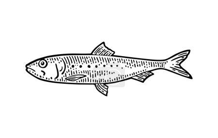 Téléchargez les illustrations : Sardine entière de poisson frais. Gravure vectorielle vintage - en licence libre de droit