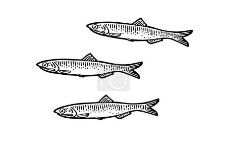 Illustration for Whole fresh fish anchovy. Vector black engraving vintage - Royalty Free Image