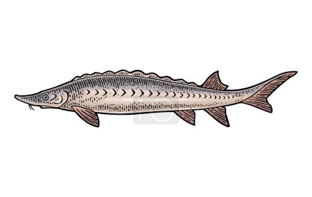 Téléchargez les illustrations : Esturgeon de poisson frais entier. Gravure vectorielle couleur vintage - en licence libre de droit