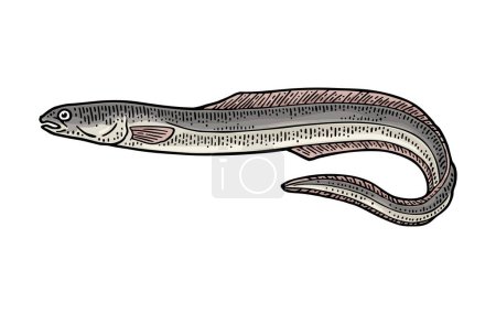 Illustration for Whole fresh fish eel. Vector engraving vintage - Royalty Free Image
