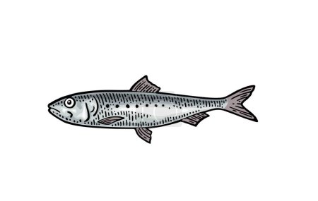 Téléchargez les illustrations : Sardine entière de poisson frais. Gravure vectorielle couleur vintage - en licence libre de droit