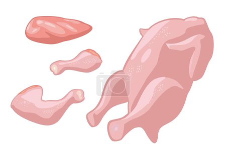 Illustration for Set parts fresh raw chicken. Whole, leg, quarters, fillet. Vector color vector illustration. Icon isolated on white background for poster, menu, brochure, web. - Royalty Free Image