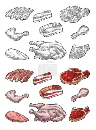 Illustration for Set meat products. Brisket, sausage, steak, chicken leg, ribs  wing,  and breast halves. Vintage color and black vector engraving illustration. Isolated on white background. - Royalty Free Image
