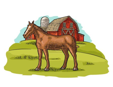 Ilustración de Granja ecológica y libre de caballos. Ilustración de grabado vectorial vintage para información gráfica, póster, web. Aislado sobre blanco - Imagen libre de derechos