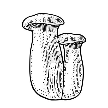 Téléchargez les illustrations : Pleurotus eryngii champignon également connu sous le nom eryngi. Illustration de gravure vectorielle monochrome vintage isolée - en licence libre de droit