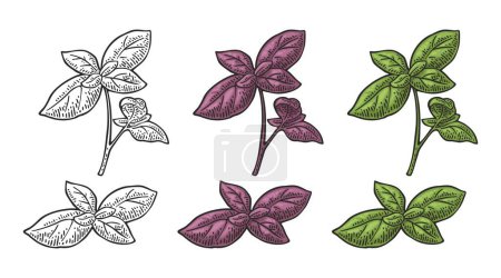 Illustration for Basil fresh green and purple osmin  leaves. Engraving vintage vector color illustration. Isolated on white background. Hand drawn design for label and poster - Royalty Free Image