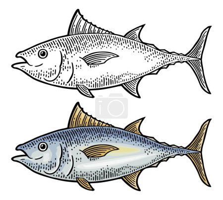 Ilustración de Atún entero de pescado fresco. Vintage vector grabado color monocromo - Imagen libre de derechos