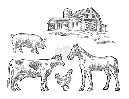 Illustration for Organic farm. Cow, pig, chicken and horse free range. Vintage black vector engraving illustration for info graphic, poster, web. Isolated on white - Royalty Free Image