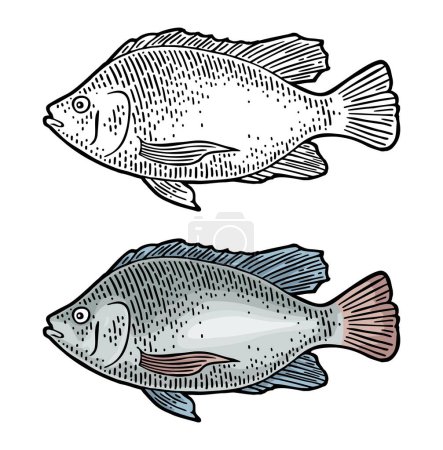 Téléchargez les illustrations : Tilapia de poisson frais entier. Design dessiné à la main. Gravure vectorielle couleur vintage - en licence libre de droit
