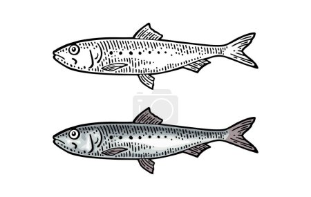Illustration for Whole fresh fish sardine. Vector color engraving vintage - Royalty Free Image