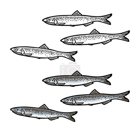 Illustration for Whole fresh fish anchovy. Vector engraving vintage - Royalty Free Image