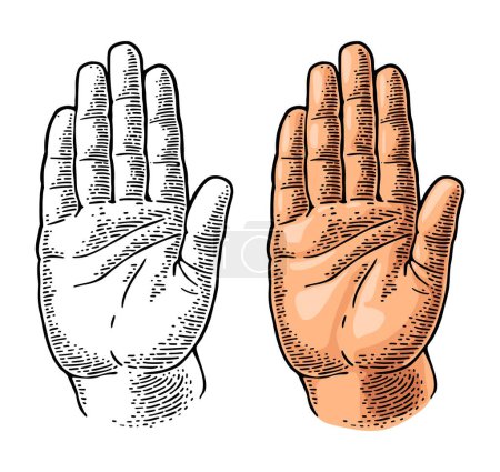 Illustration for Hand showing stop gesture. Front view. Vector color and monochrome vintage engraving illustration isolated on a white background. For web, poster, info graphic. - Royalty Free Image