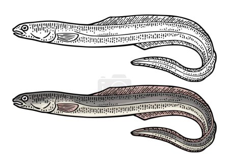 Illustration for Whole fresh fish eel. Vector engraving vintage - Royalty Free Image