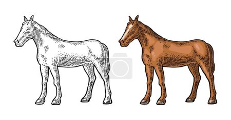 Illustration for Standing horse. Hand drawn in a graphic style. Vintage vector engraving illustration for poster, web. Isolated on white - Royalty Free Image