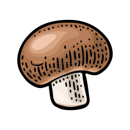 Illustration for Champignon. Vintage color vector engraving illustration isolated on white. Hand drawn design. - Royalty Free Image