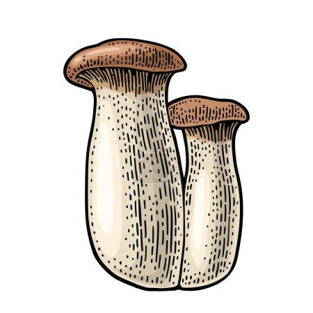Téléchargez les illustrations : Pleurotus eryngii champignon également connu sous le nom eryngi. Illustration de gravure vectorielle couleur vintage isolée sur blanc - en licence libre de droit