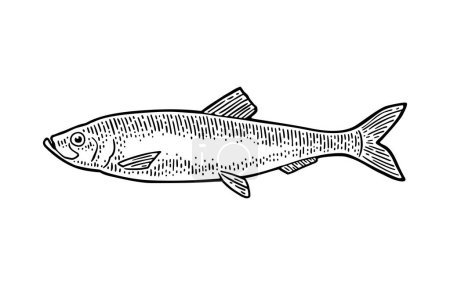 Téléchargez les illustrations : Hareng de poisson frais entier. Gravure vectorielle noir vintage - en licence libre de droit