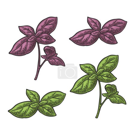 Illustration for Branch green and purple basil with fresh leaves. Engraving vintage vector black illustration. Isolated on white background. Hand drawn design for label and poster - Royalty Free Image