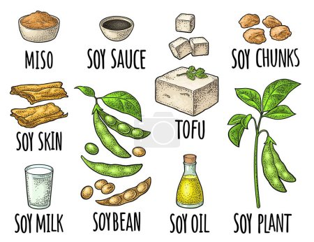 Illustration for Soy food set. Miso, tofu, skin, soybean, oil, milk, sauce in a bottle and bowl. Vector color vintage engraving illustration and handwriting lettering for menu, label. Isolated on white background - Royalty Free Image