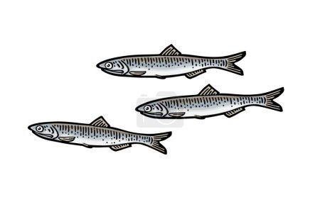 Téléchargez les illustrations : Poisson entier anchois frais. Gravure vectorielle vintage - en licence libre de droit
