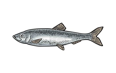 Téléchargez les illustrations : Hareng de poisson frais entier. Gravure vectorielle vintage - en licence libre de droit