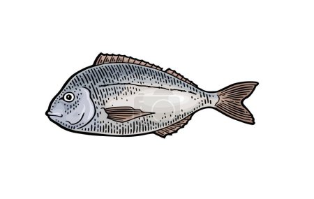 Illustration for Whole fresh fish dorado. Vector engraving vintage - Royalty Free Image