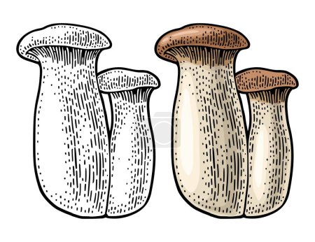 Téléchargez les illustrations : Pleurotus eryngii champignon également connu sous le nom eryngi. Illustration de gravure vectorielle couleur vintage et monochrome isolée sur blanc - en licence libre de droit