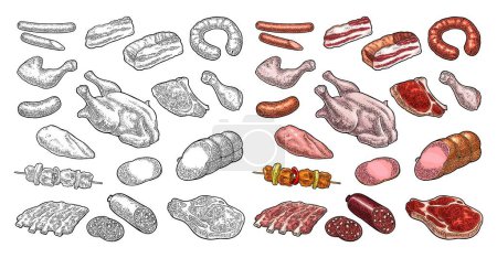 Illustration for Set meat products. Brisket,  sausage, steak, chicken leg, ribs  wing,  carcass and breast halves. Vintage color and black vector engraving illustration. Isolated on white background - Royalty Free Image