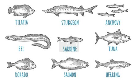 Téléchargez les illustrations : Tout frais différents types de poissons. Tilapia, dorado, thon, saumon, anchois, anguille, sardine, esturgeon, hareng. Gravure vectorielle - en licence libre de droit