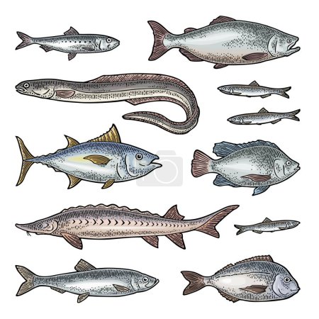 Illustration for Whole fresh different types fish. Vector engraving vintage - Royalty Free Image