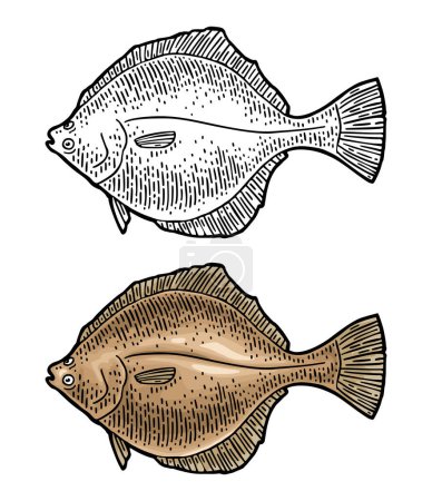 Illustration for Whole fresh fish flounder. Vector color and black engraving vintage illustrations. Isolated on white background. Hand drawn design. - Royalty Free Image