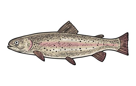Illustration for Whole fresh fish trout. Vector color engraving vintage illustrations. Isolated on white background. Hand drawn design. - Royalty Free Image