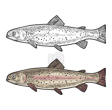 Illustration for Whole fresh fish trout. Vector color and black engraving vintage illustrations. Isolated on white background. Hand drawn design. - Royalty Free Image
