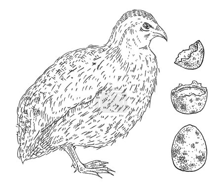Illustration for Standing quail with whole egg and broken shell. Side view. Vintage vector engraving black illustration. Isolated on white background. Hand drawn design - Royalty Free Image