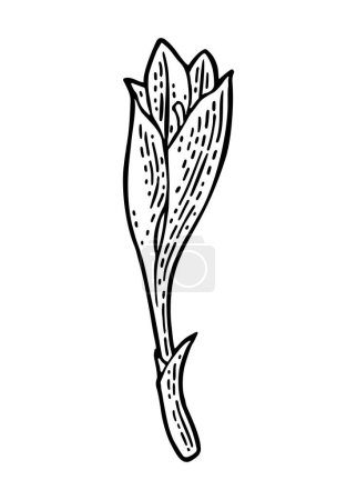 Ilustración de Planta azafrán con hojas. Grabado negro ilustración vectorial vintage aislado sobre fondo blanco. - Imagen libre de derechos