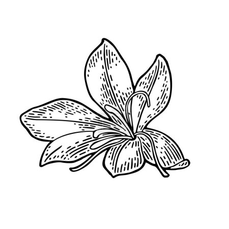 Ilustración de Flor de azafrán con estambres. Grabado negro ilustración vectorial vintage aislado sobre fondo blanco. - Imagen libre de derechos