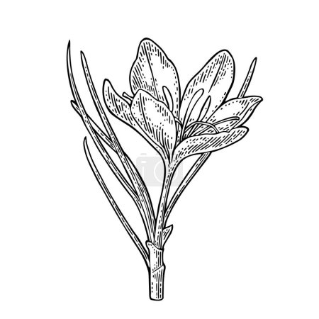 Ilustración de Azafrán vegetal con flor. Grabado negro ilustración vectorial vintage aislado sobre fondo blanco. - Imagen libre de derechos