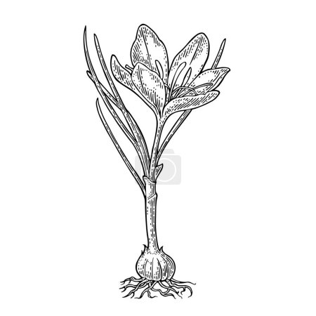 Ilustración de Azafrán vegetal con flor y cormos. Grabado negro ilustración vectorial vintage aislado sobre fondo blanco. - Imagen libre de derechos