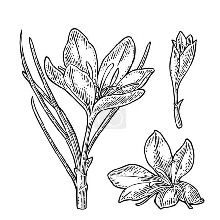 Ilustración de Azafrán vegetal con flores y estambres. Grabado negro ilustración vectorial vintage aislado sobre fondo blanco. - Imagen libre de derechos